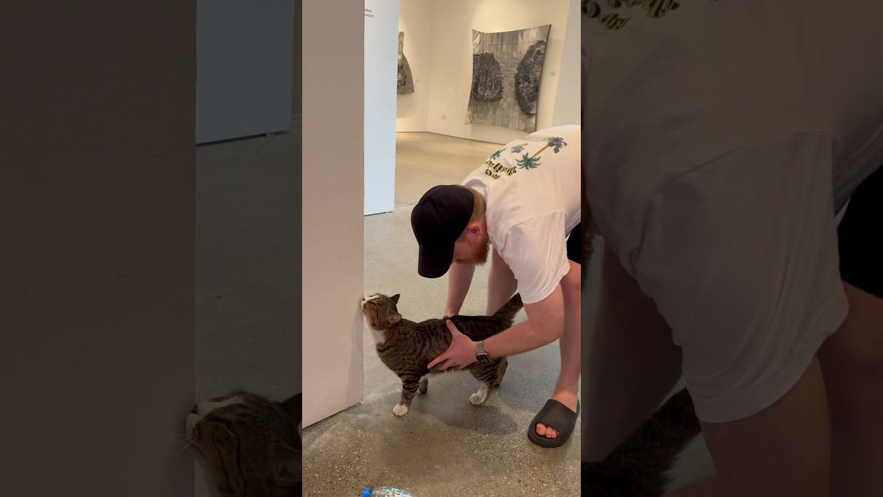 Самый большой котик 