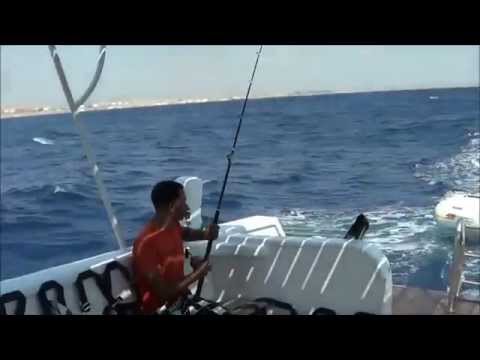 Тур в египет январь 2015