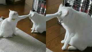 Cats Just Doing What Cats Do Best 🤣Funny Cats Videos 2025 🐱 Part 69