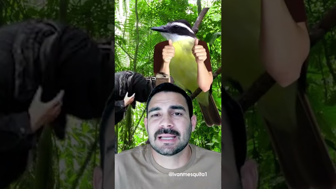 Vídeo de Ivan Mesquita sobre o Instituto Florestal 