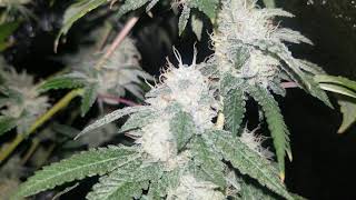 MarsHydro Tsw2000 Grow Journal #SouthBayGenetics #SevenLeafGenetics