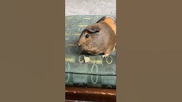 : Funny And Cute Guinea Pig Videos | Compilation Pet | #Shorts #73