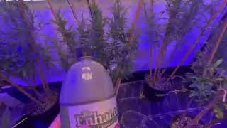 Cheflife 420 - So You Want To Be Sponsored By TNB Naturals 2024 #sponsorme