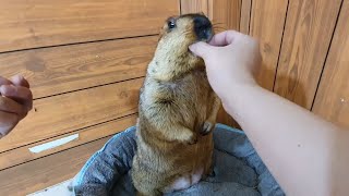 Smart marmot won&#39;t bite my finger