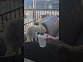 Spotted: Parrot Enjoying Drinks on the Town in LA🕺