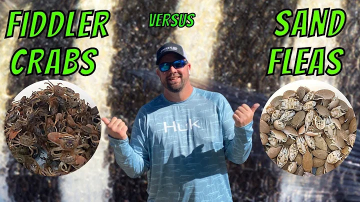 SHEEPSHEAD FISHING - FIDDLER CRABS VS SAND FLEAS - FIRST TRIP Of The Season- Jetty Fishing