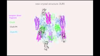 2012 Chemoreceptor Array Structure