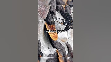 Tại sao chúng ta lại ghét ong bắp cày nhưng lại thíc ong mật 😨