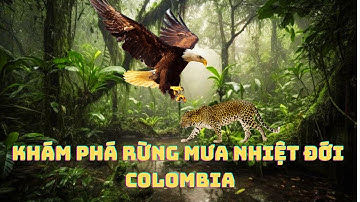 Khám Phá Rừng Mưa Nhiệt Đới Colombia – Thiên Đường Hoang Dã Của Nam Mỹ.#thegioidongvat.