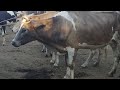 Vacas Paridas El Tránsito San Miguel El Salvador