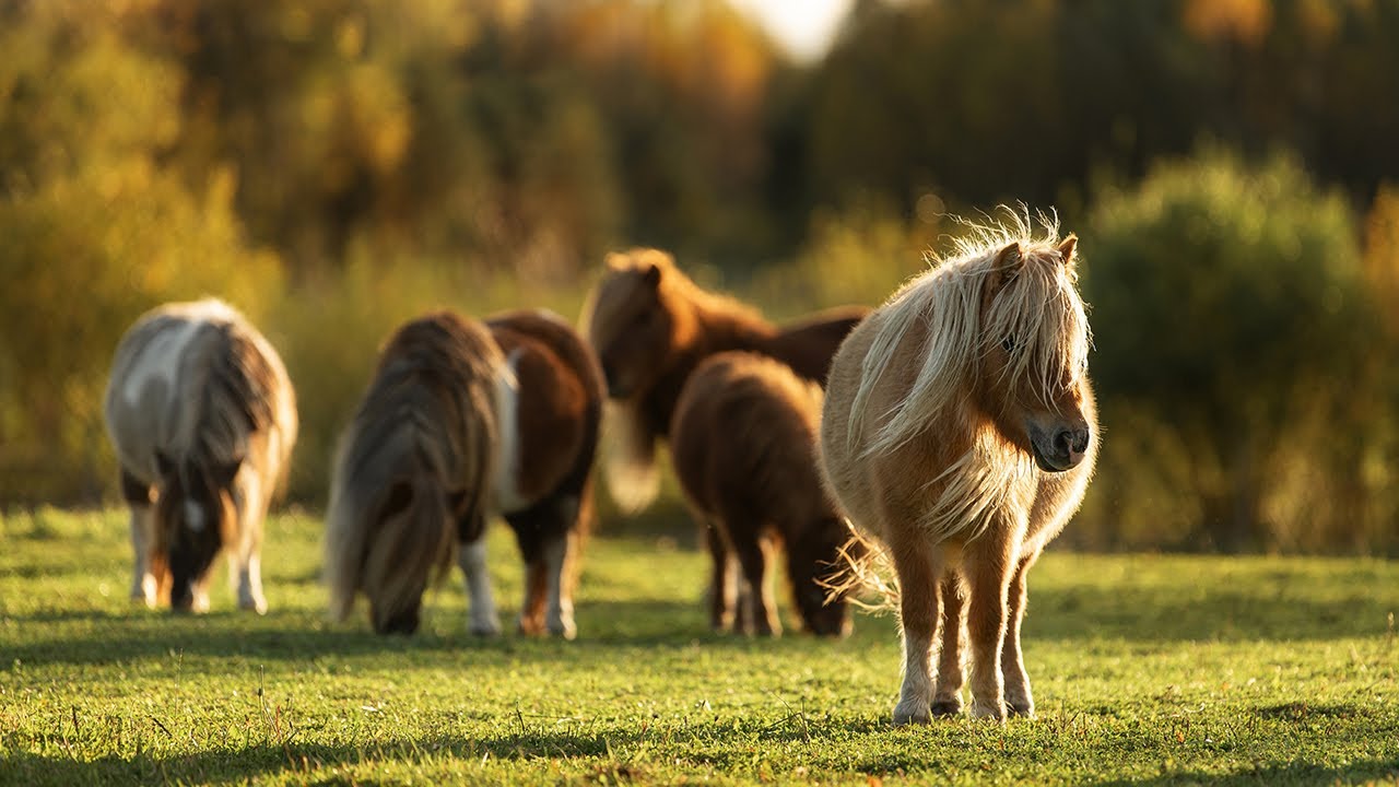 Guide Horse Enhanced: Interview with Ann Edie About Her Guide Horse ...