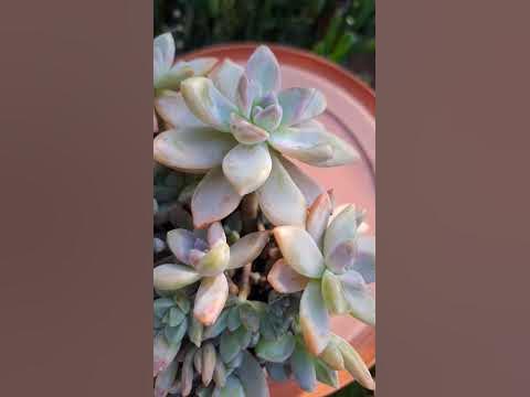 Graptoveria pikruz guzelliği - YouTube