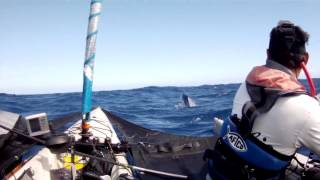 Blue Marlin #2 2015 Pacific Warriors screenshot 5