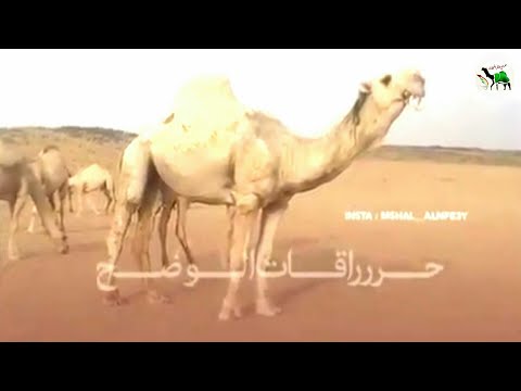 بعير مزاين الباتلي حراق الضويلع 