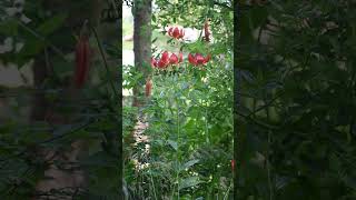 Humboldt Lily Importance To Native Americans - Sequoia Park Zoo