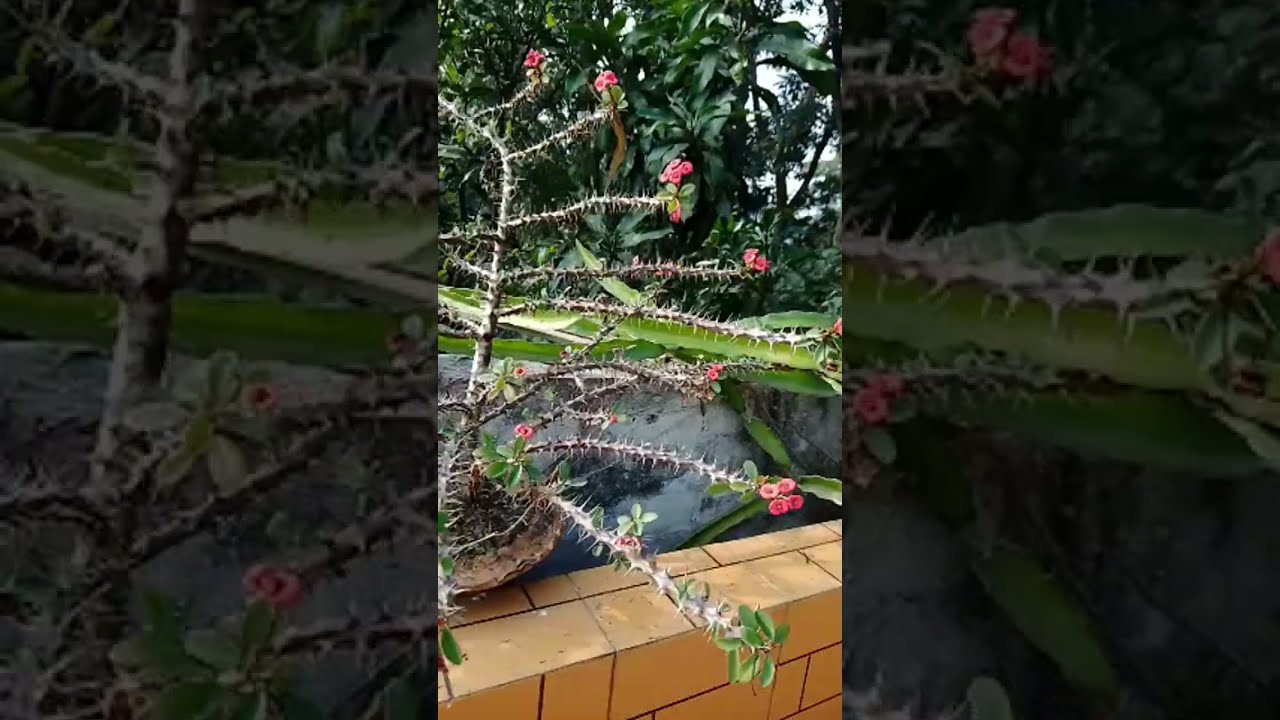 Life of Peu is live!