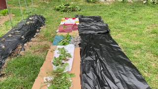 Южная Корея 🏠7 мая/Еще одна грядка на картоне/Посадила цветы в кашпо/Едим салат и лук/Фото из сада