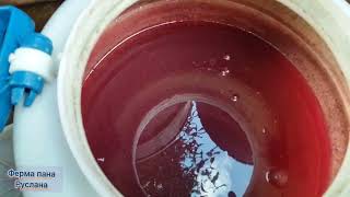 картинка: Коли закінчувати годувати та поливати диню 🍈та кавуни 🍉.