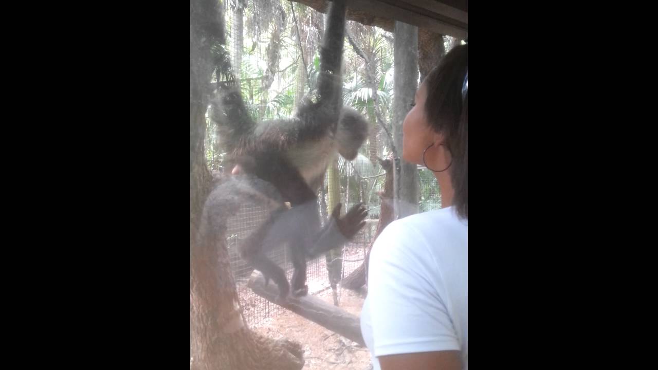 This beautiful monkey showing so much love giving my daughter kisses on her lips through the glass..