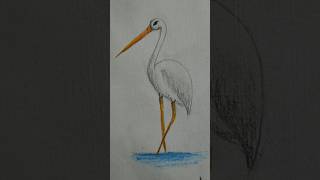 A buck drawing by pencil colour| #shorts #bucks | AS ART