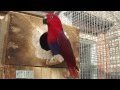 Yiske en de nestkast / Yiske (female eclectus) and the nestbox