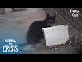A Cat With Her "Baby" Hanging In Her Rear? | Animal in Crisis Ep 301