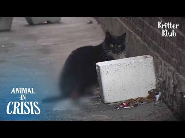 A Cat With Her Baby Hanging In Her Rear? | Animal in Crisis Ep 301 class=