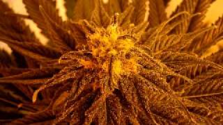 Cookie The Herbalist - The Good Weed