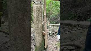 Famous a cute little monkey stuck himself between the trees #cutemonkey #stuck #tree Profile