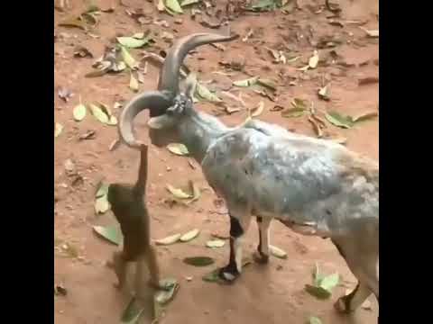maymun ve keçi dostluğu #animals #hayvanlar #reels #viral #keçi #maymun