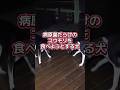 犬たち食べないで!コウモリ逃げて! #shortvideo #shorts #short #コウモリ #犬 #いぬ #動物 #生き物