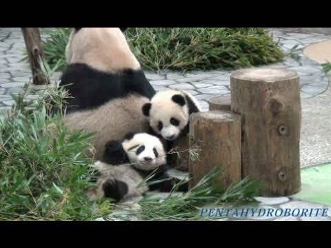 Panda Twins Baby　双子パンダ 海浜＆陽浜＆良浜 アドベンチャーワールド