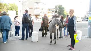 лошадь жалко Москва улица Авиамоторная Защита животных 20190730 18 02 лошадь жалко Москва улица Авиамоторная Защита животных 20190730 18 02