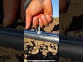 Clean Install. Drip Irrigation Punching The Skill Behind Leak-Free Setup 💧 #irrigation