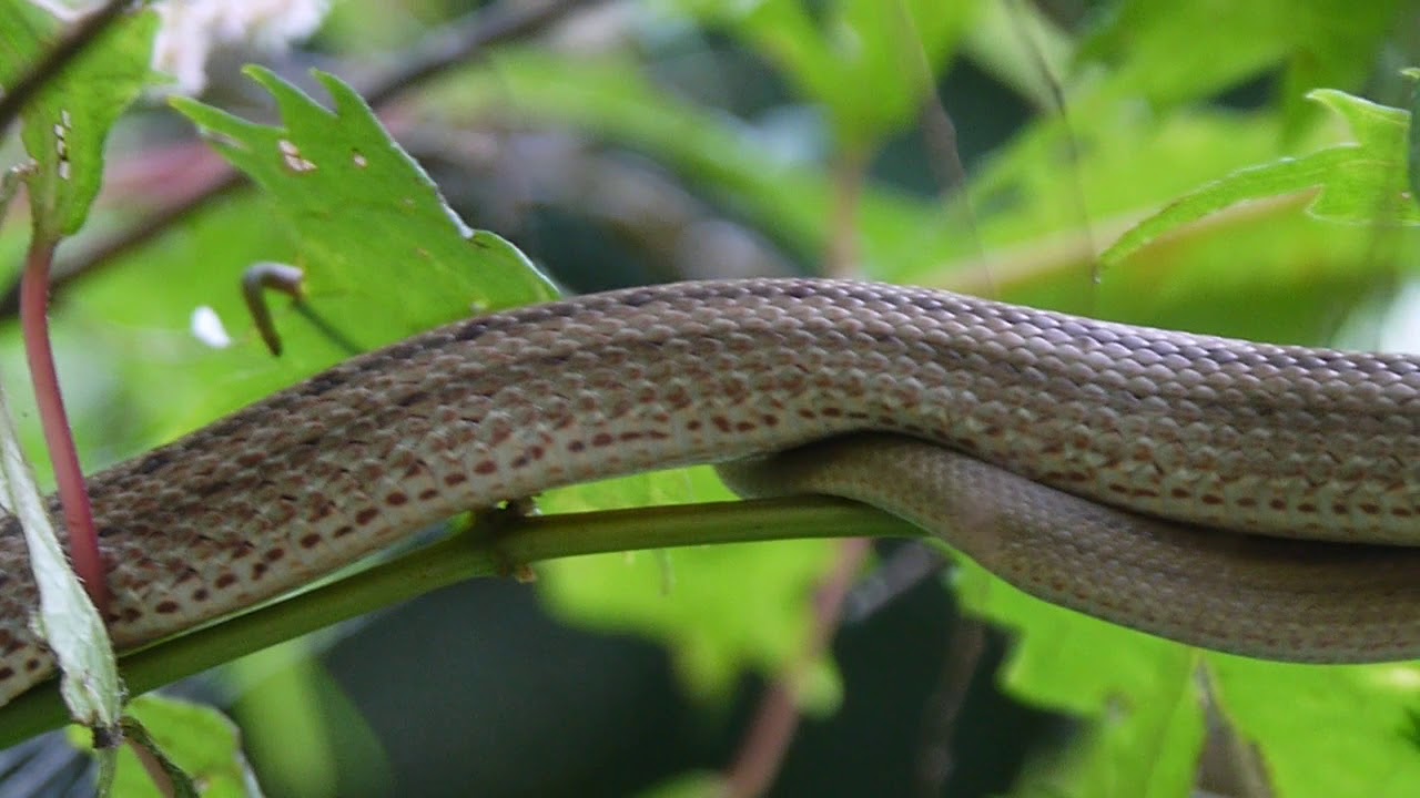 低木に上がり日光浴するシマヘビ Elaphe quadrivirgata の幼体 - YouTube