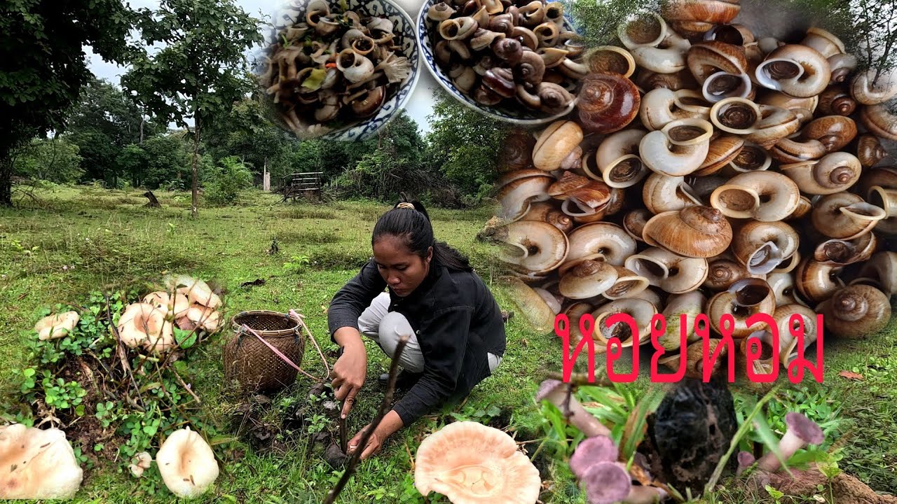 แกงเห็ดกะชะใส่หอยหอม//ແກງເຫັດກະຊະໃສ່ຫອຍຫອມ