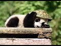 【シャンシャン可愛い動画まとめ】シャンシャンは曲芸師！？　Acrobatic baby panda【パンダ赤ちゃん動画】