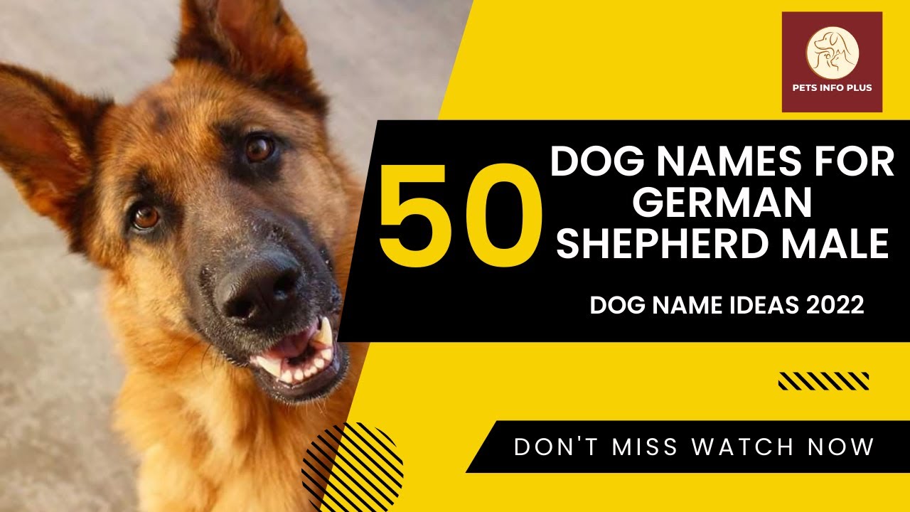 50 Dog Names for German Shepherd Male 🐾 Most Popular Dog Name Ideas 2022 | Pets Info Plus