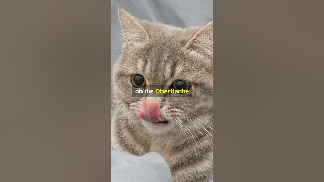 Warum Treten Katzen Bevor Sie Sich Hinlegen www.youtube.com