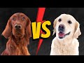 Irish Setter vs. Golden Retriever: A Comparison of Two Popular Dog Breeds