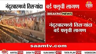 नंदुरबारमध्ये पुन्हा एकदा बर्ड फ्लूचा शिरकाव, H5N1 अहवाल पॉझिटिव्ह | Nandurbar Bird Flu