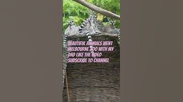 Remember went Melbourne zoo with my dad #youtubeshorts