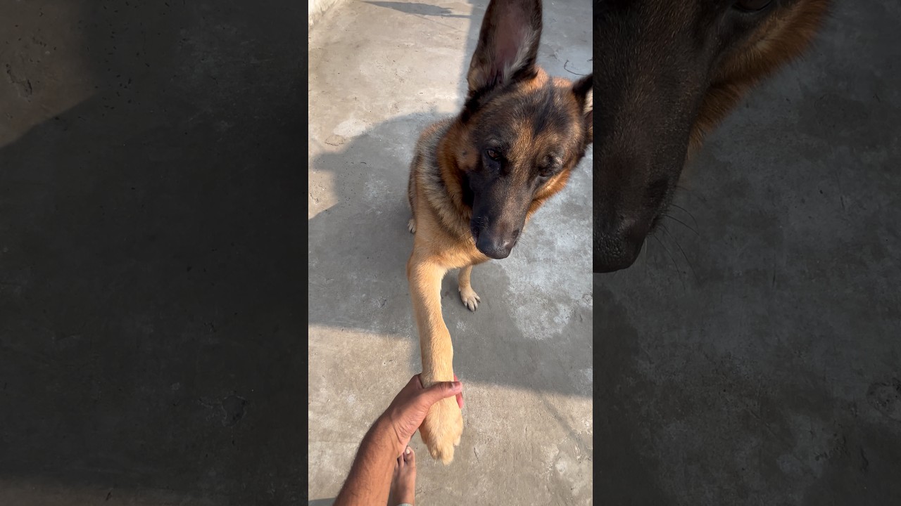 Shake your hand 🐶 