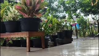 Suara hujan di teras rumah #suaraalam #suarahujan #suarahujanuntuktidur #suarahujanpengantartidur