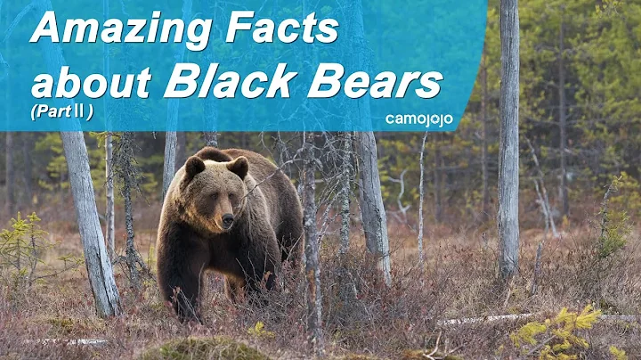 【Camojojo】About Black Bears: Fun facts you must know (PartⅡ)