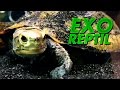 Exo Reptil - Tortuga Mauremys Japonica