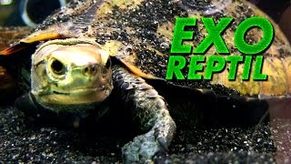 Exo Reptil - Tortuga Mauremys Japonica