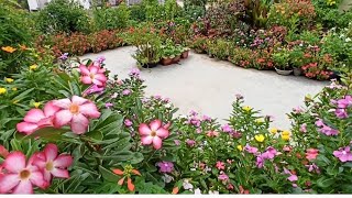 1607 -Summer Garden/Monsoon Garden ke liye cutting se khub Portulaca (Purslane &amp; Moss Rose) grow kre