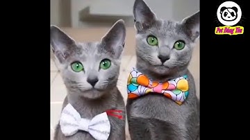 Những khoảng khắc đáng yêu và hài hước của thú cưng - P28