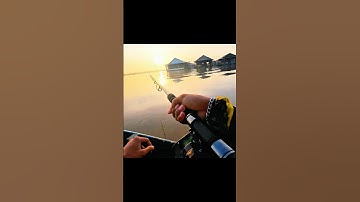 Câu cá vồ đém buổi sáng cá ăn mạnh #cauca #fishing